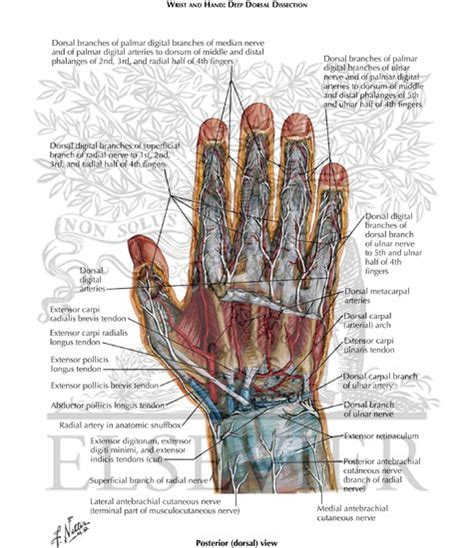 Dorsal wrist anatomy