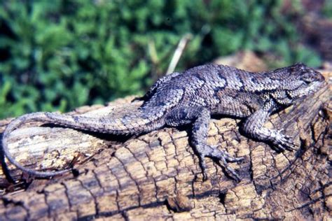 Eastern Fence Lizard Facts and Pictures | Reptile Fact