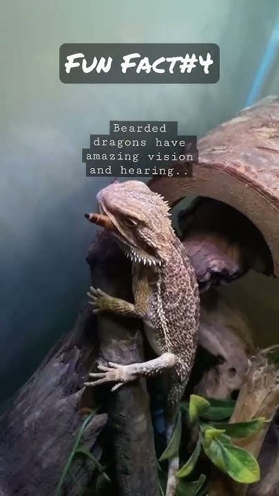 Fun Fact about bearded dragons ‼️ #trend #exotic #viral #explore #