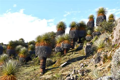 La Reserva De Biosfera Bicentenario Ayacucho Un Tesoro De