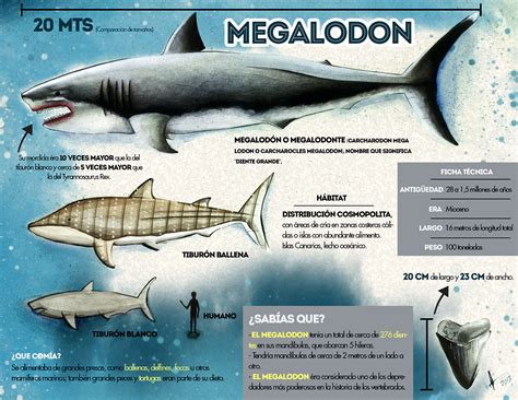 Megalodon Images Behance