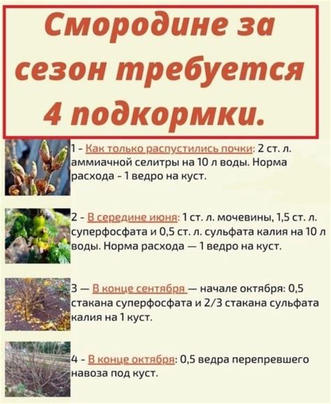 Важные 4 подкормки для смородины | Флюра Колясникова | ВКонтакте