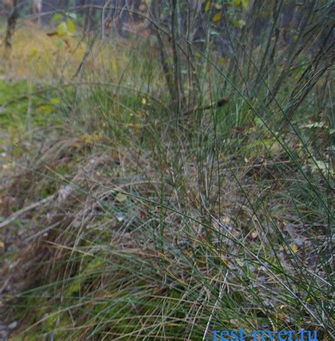 Где растет сабельник болотный. Фото. Отзывы. ⋆ rest-river.ru