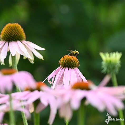 Why Choose Native Plants Scioto Gardens Nursery