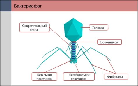 Схема бактериофага - Схемы 3