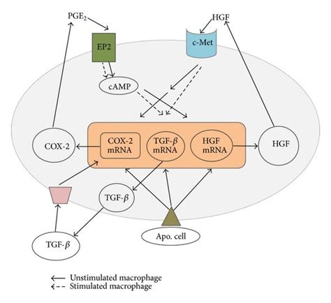 A Schematic Diagram Proposed Cox Pge And Hgf Pathways For A Positive