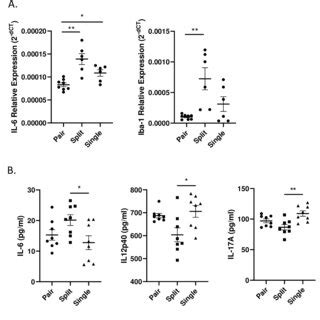 There were higher levels of cytokine IL-6 in the hippocampus and the ...