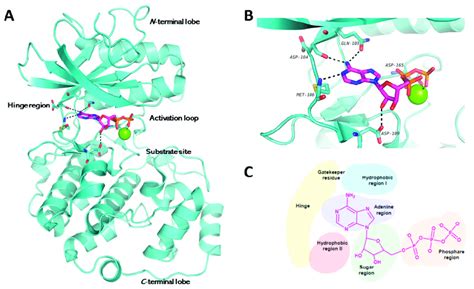 Structure And Subregions Of A Typical Protein Kinase Domain A