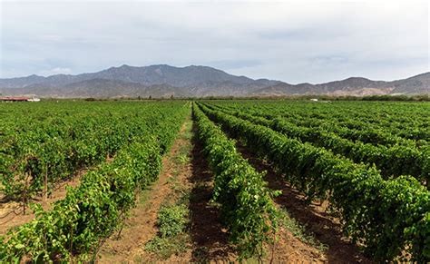 Bodegas Pomar Te Invita A Descubrir Vivir Y Creer En El Arte De