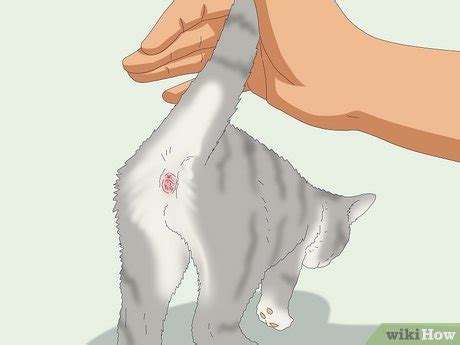 How To Express A Cat S Anal Glands Simple Steps