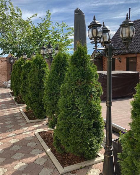 Туя Колумна в ландшафтном дизайне (39 фото) » НА ДАЧЕ ФОТО