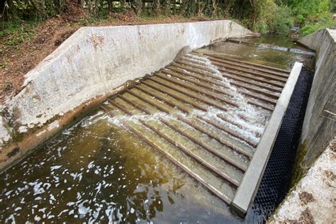 A38 Weir Scheme Fin Ishes Right On Time To Help Fish Migration In Devon