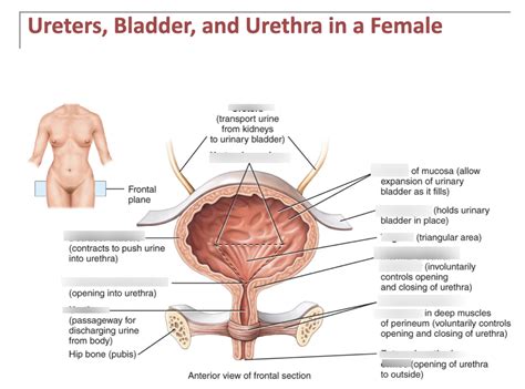 Ureters Bladder And Urethra Diagram Quizlet