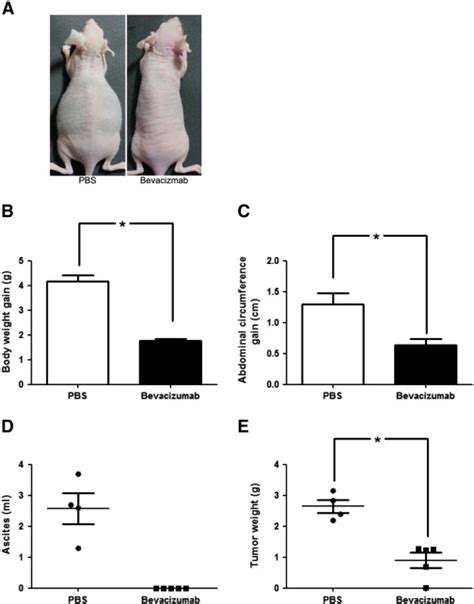The Effect Of Bevacizumab On Tumor Growth In Vivo Athymic Nude Mice
