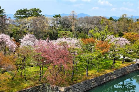 Kyoto cherry blossom stock image. Image of sightseeing - 113714357