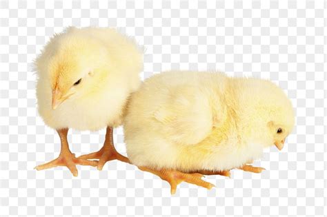 Baby Chicks Png Sticker Transparent Free Png Rawpixel