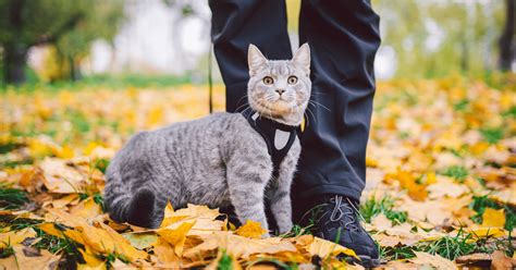Portare il gatto a passeggio: la guida completa - ArcaMagazine
