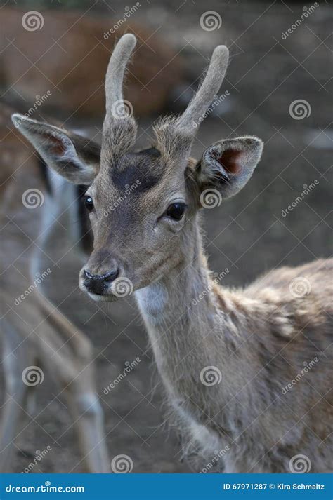 The Cute Roe Deer Close Up Portrait Stock Image Image Of Nature