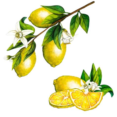 Premium Photo Watercolor Lemon Slice Hand Drawn Botanical