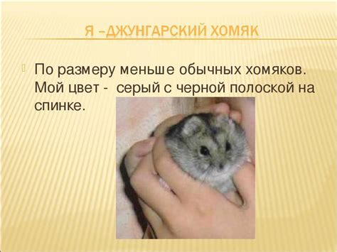 Все о джунгарском хомяке: уход и содержание в домашних условиях ...
