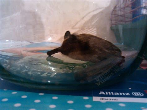 Новое домашнее животное | Пикабу