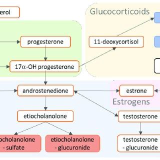 Metabolism Of Steroid Hormones Covered In This Study Metabolite Boxes