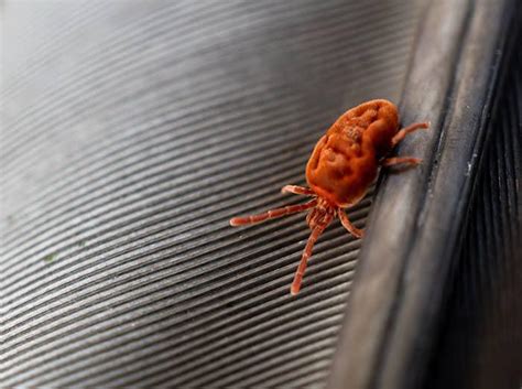 How To Get Rid Of Those Tiny Red Bugs Around Your Home This Fall