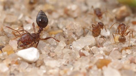 Crazy Ants Dominate Fire Ants By Neutralizing Their Venom College Of Natural Sciences