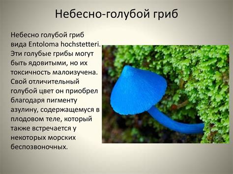 Гриб Колокольчик Фото И Описание – Telegraph