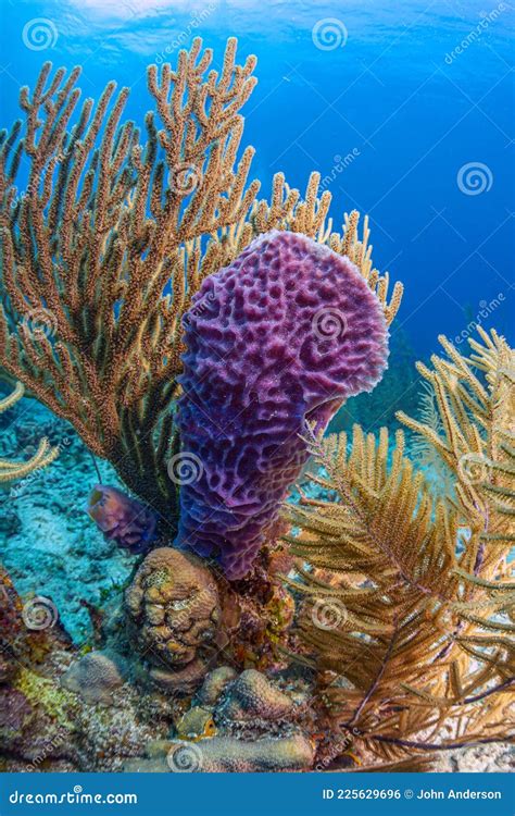 Caribbean Coral Garden Stock Photo Image Of Colorful 225629696