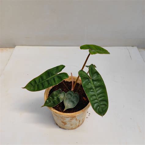 Philodendron Billietiae - NurseryBuy