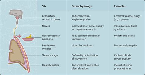 Lung Disease Musculoskeletal Key