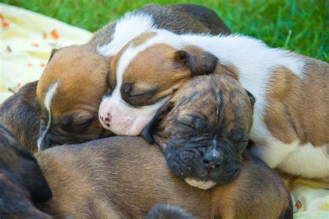 Miniature Mini Boxer Puppies Feliksigma
