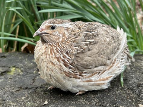 New habitats are coming to the buckfast butterfly and otter farm 17