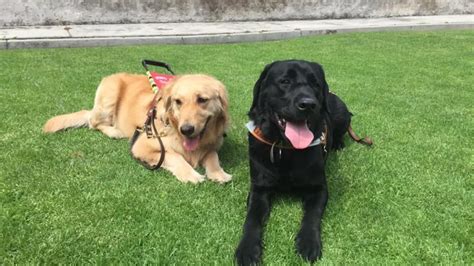 Escuela De Perros Gu A Pionera En Am Rica Latina Est A Punto De Cerrar Despu S De A Os De