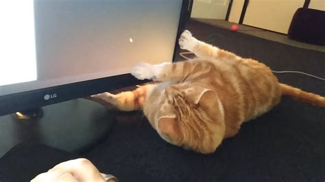 Buddy Cat Production Buddy Youtube