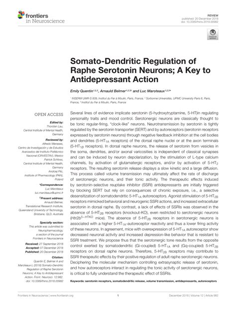 Pdf Somato Dendritic Regulation Of Raphe Serotonin Neurons A Key To