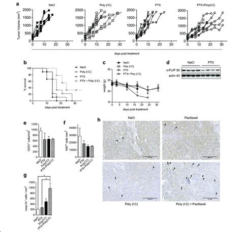 Combination Of Paclitaxel With Polyic Triggers Apoptosis In Human