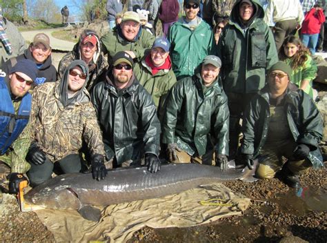 f.Incredible 135-year-old giant sturgeon, the oldest known freshwater ...