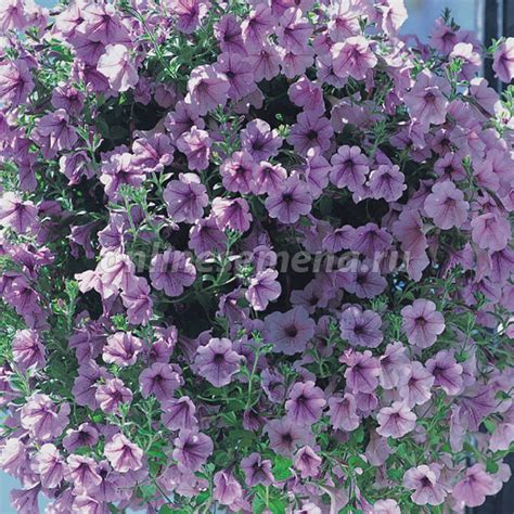 Петуния ампельная Опера Лилак Айс' из каталога Петуния – купить с ...