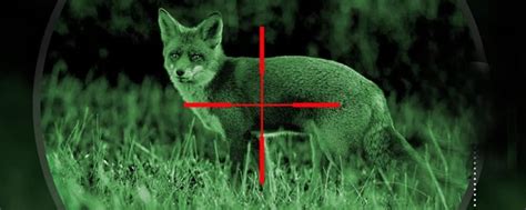 Top 4 Best Night Vision Scope For Coyote Hunting 2023