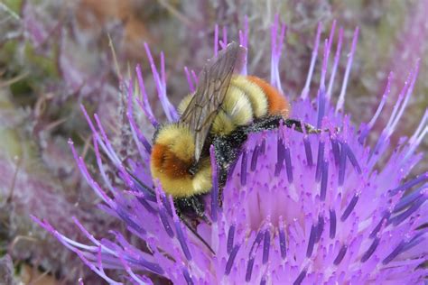 Bombus sibiricus from Кош Агачский р н Респ Алтай Россия on August