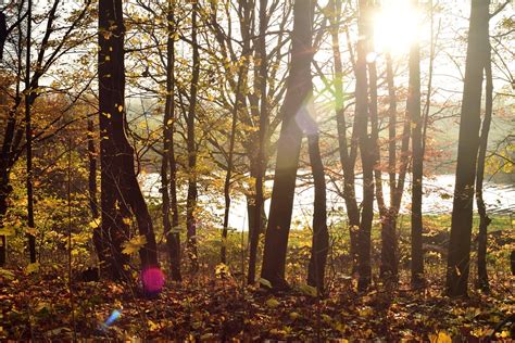 Forest Trees Backlighting Free Photo On Pixabay Pixabay