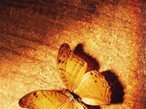 Обои стола бабочки. Основной цвет обоев: Медно-коричневый