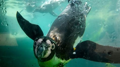 Akron Zoo works to keep animals cool as temperatures soar into the 90s