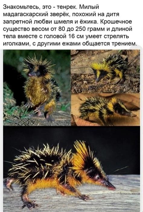 Пин от пользователя Антон Сергеевич Шевченко на доске зверьё ...