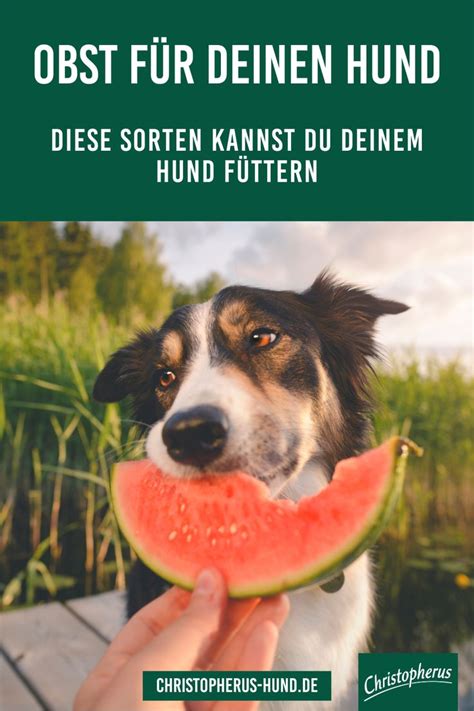 Frisst Dein Hund Auch So Gern Obst Keine Sorge Das Ist Ganz Normal