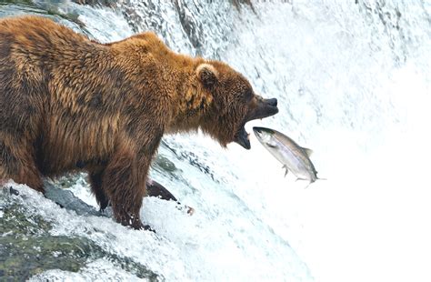 Brooks Falls Bear Viewing by Wilson Reynolds | Katmai Air