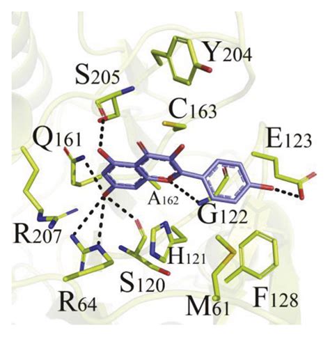 The Schematic Diagram Of Molecular Docking A Kaempferol And