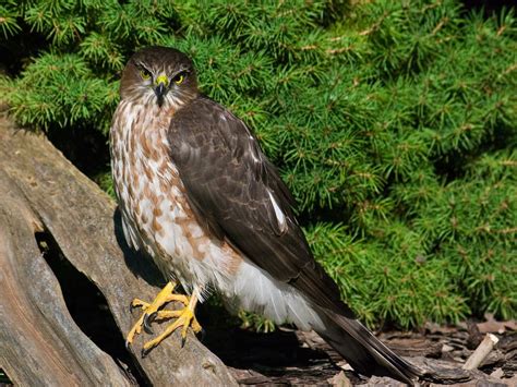 juvenile sharp shinned hawks identification guide  birdfact